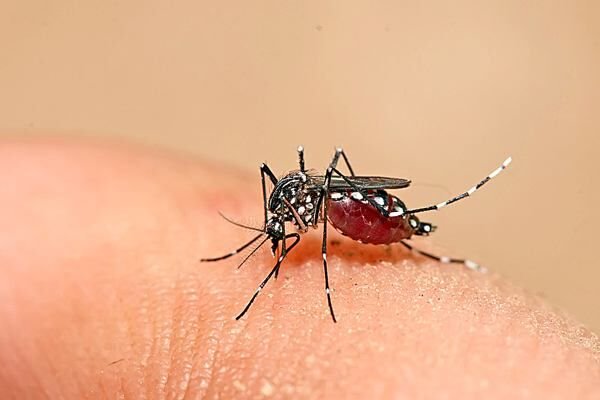 Prefeitura de João Pessoa começa a usar drones no combate ao mosquito da dengue