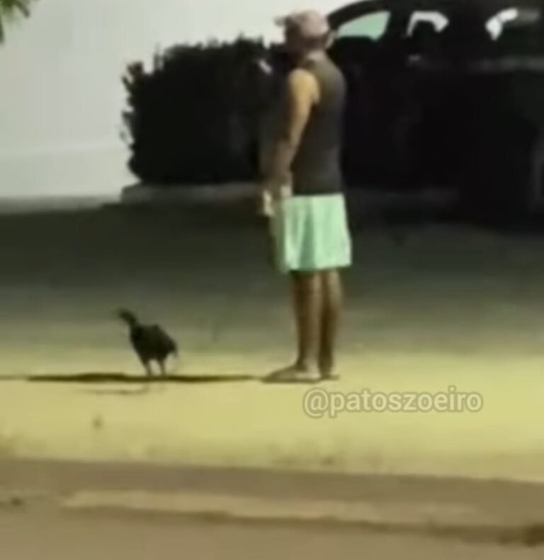 Homem é filmado passeando com galinha em coleira na calçada de Patos