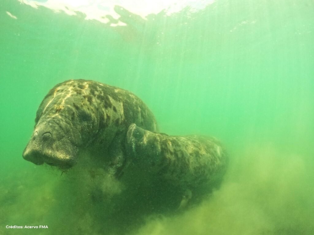 Peixe-boi é flagrado mamando embaixo d’água em praia da Paraíba