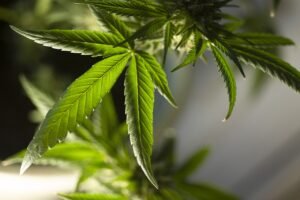 Polícias Federal e Militar eliminam quase 10 mil ‘pés de maconha’ no Sertão da PB