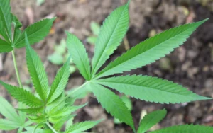 Estudante paraibana consegue no STJ direito de cultivar cannabis para fins medicinais