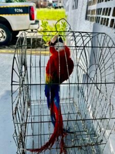 Ave roubada do zoológico da Bica, em João Pessoa, é encontrada