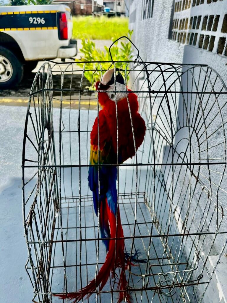 Ave roubada do zoológico da Bica, em João Pessoa, é encontrada
