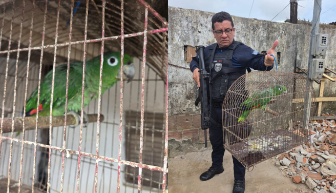 Papagaio furtado da Bica é resgatado no bairro do Roger, em João Pessoa