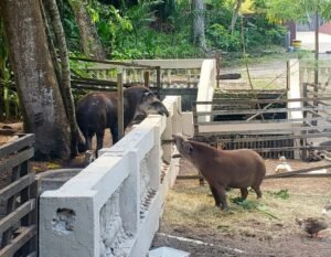 Anta macho e duas fêmeas de macaco-da-savana chegam à Bica, em JP