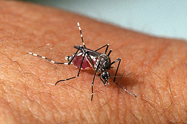 Casos de dengue caem 48% na PB, mas ministro alerta para não ‘baixar a guarda’ Casos de dengue caem 48% na PB, mas ministro alerta para não ‘baixar a guarda’