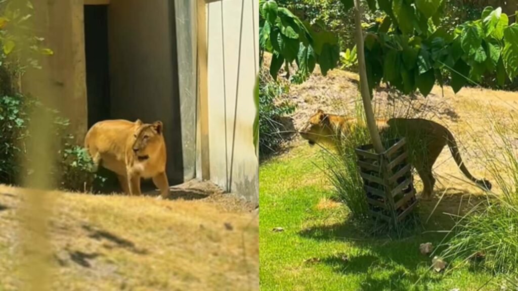 Depois da morte de “Vaqueirinho” e quarentena, Leoa retorna ao recinto na Bica