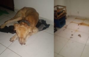 Mulher é presa por abandonar cachorro dentro de apartamento em CG