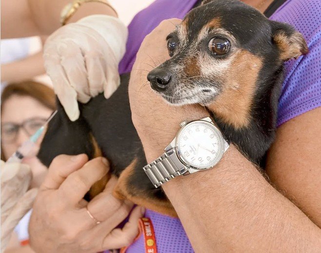 Paraíba realiza Dia D de combate aos maus-tratos contra animais na próxima terça-feira (14)