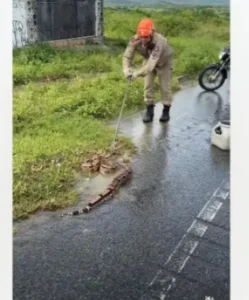 Jiboia sai para ‘passear’ e surpreende motoristas em rodovia de Campina Grande