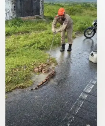 Jiboia sai para ‘passear’ e surpreende motoristas em rodovia de Campina Grande