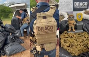 Polícia prende líder de grupo que cultivava maconha no Sertão da Paraíba