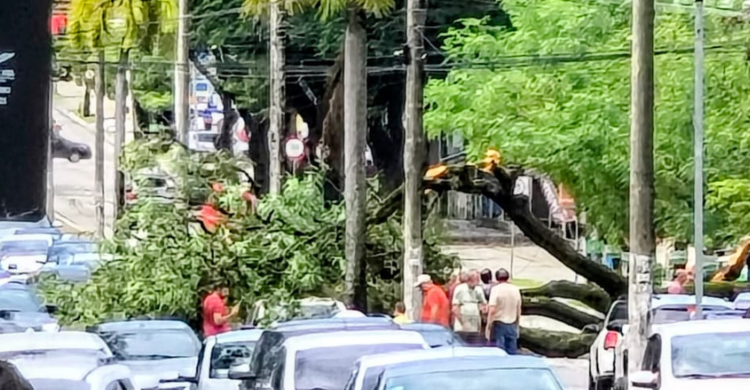 Árvore cai sobre carro e bloqueia trecho da Avenida Epitácio Pessoa, em João Pessoa