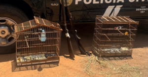 Aves silvestres, espingardas e materiais de caça são apreendidos na PB
