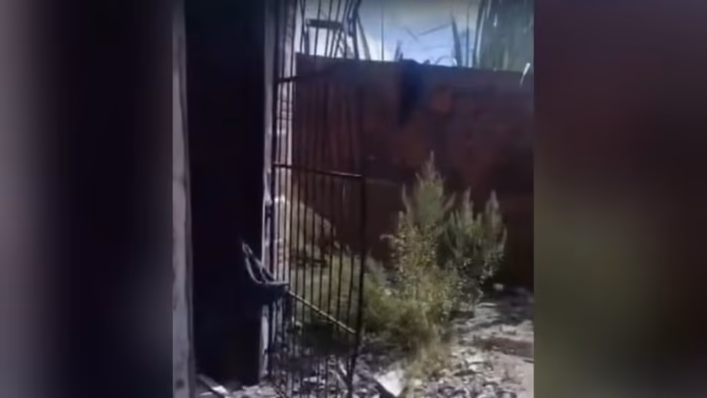 Homem tem casa invadida e vandalizada e cadela morta por facção em João Pessoa